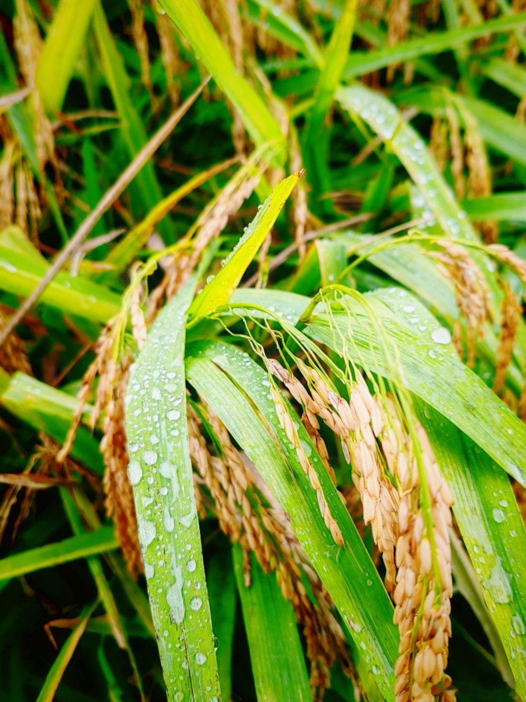 细雨落在稻田里，稻谷全都熟了。一串串稻穗沉甸甸垂下来，被雨水打湿，弯着身子，满是