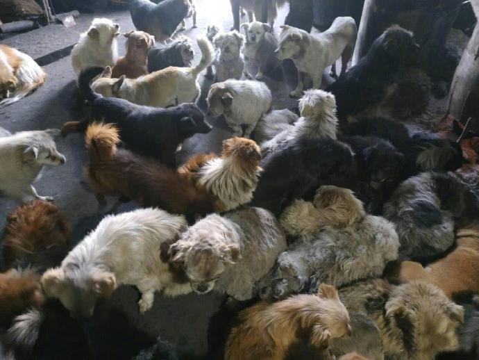 天气湿冷，狗子们在炉子跟前安静地烤着火，不吵不闹。烤好的狗子还会让地方给烤不上的