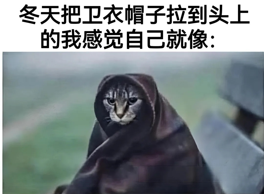 所谓的帅气，就是我啦一些猫meme/