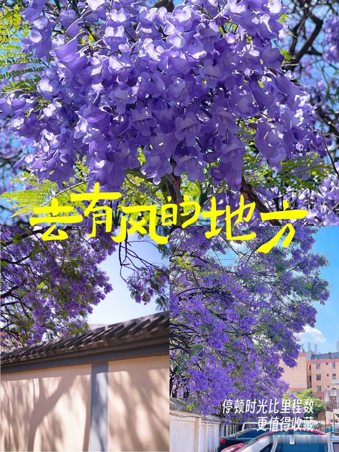 昆明蓝花楹观赏全攻略：奔赴一场蓝紫色的春城之约每年4月中旬至5月，那一抹如云雾