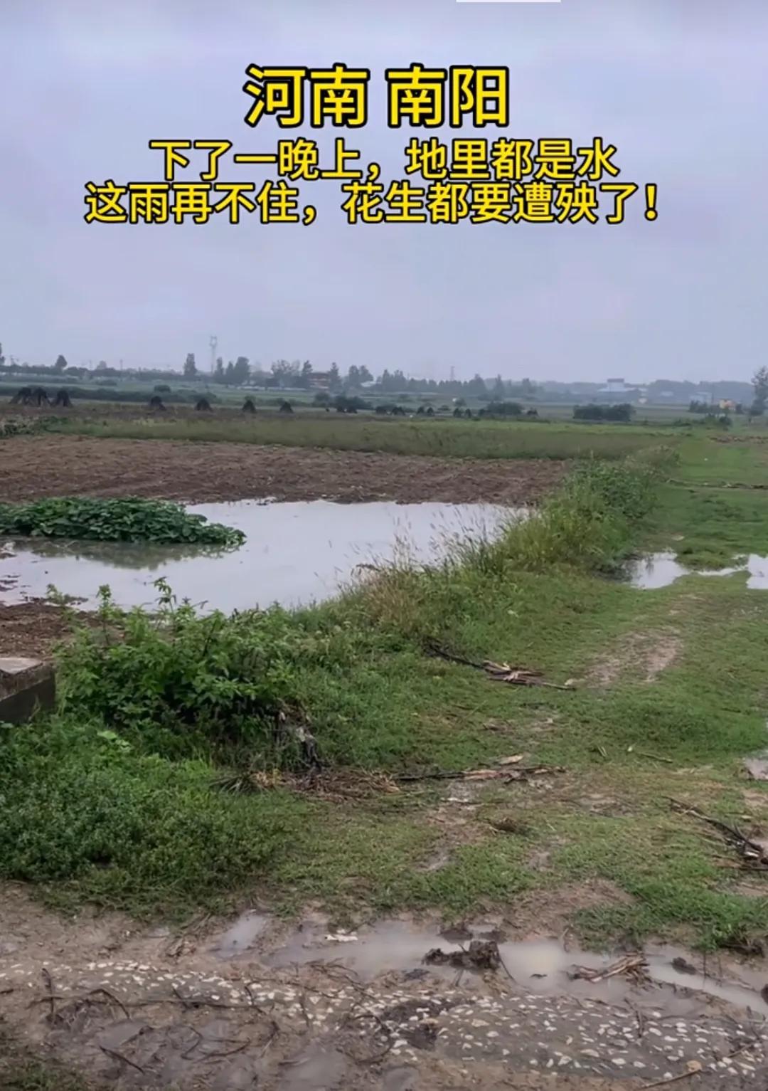 这雨再下下去，我的二亩花生啥时候才能薅完？据相关统计，9月份河南的累计降雨量