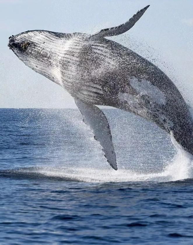 为什么鲸鱼会喷？揭秘海洋巨兽的“喷射”秘密！鲸鱼为什么会喷出水柱？这个在海洋