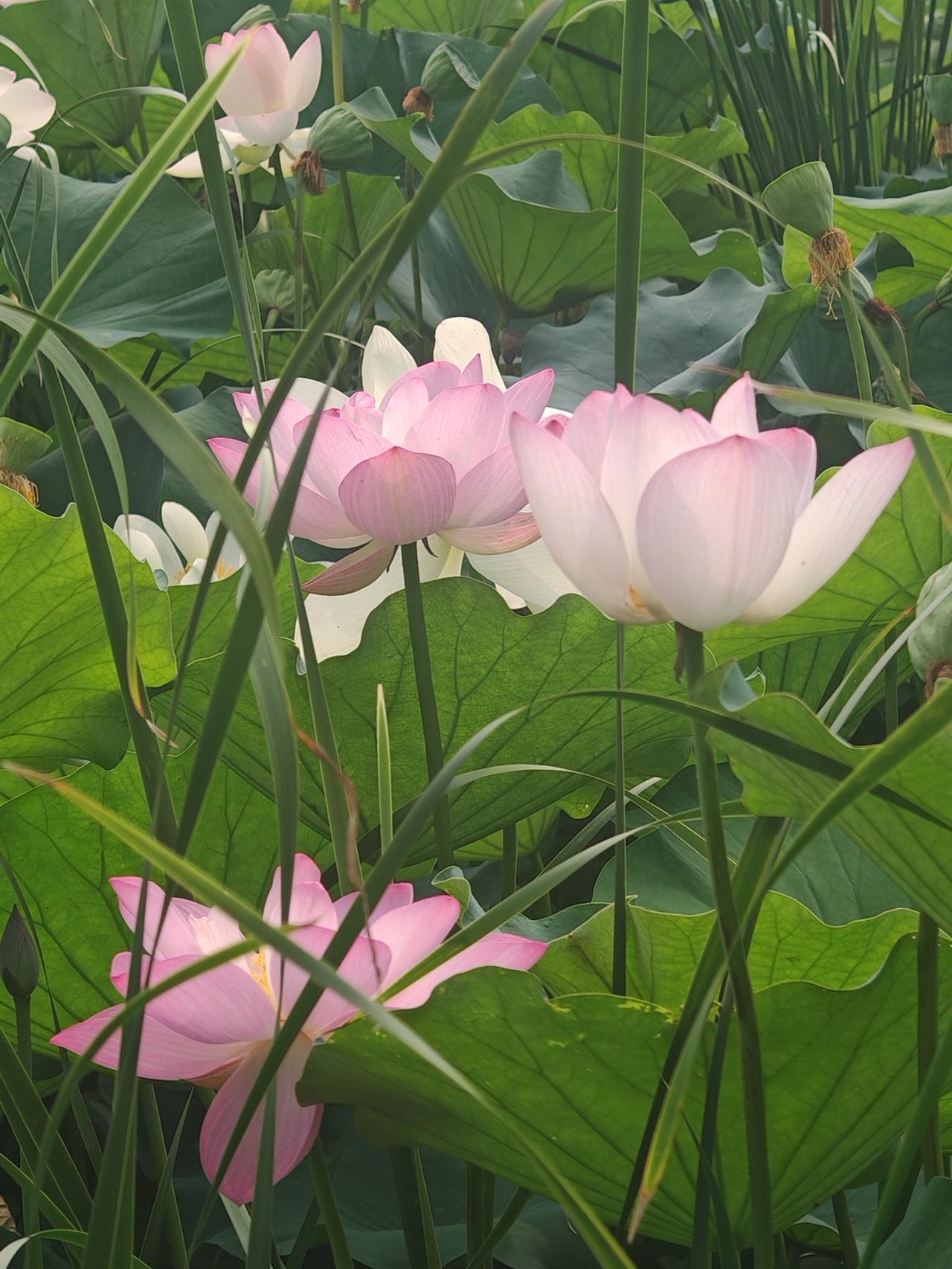 记录生活的点点滴滴……美好时光，莫失莫忘，仙寿恒昌。不离不弃，芳龄永继。