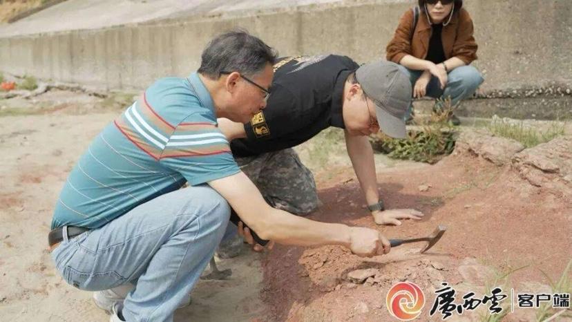 重磅！广西南宁首次同时发现恐龙骨骼与足迹化石！亿万年前的广西南宁，竟是恐龙活