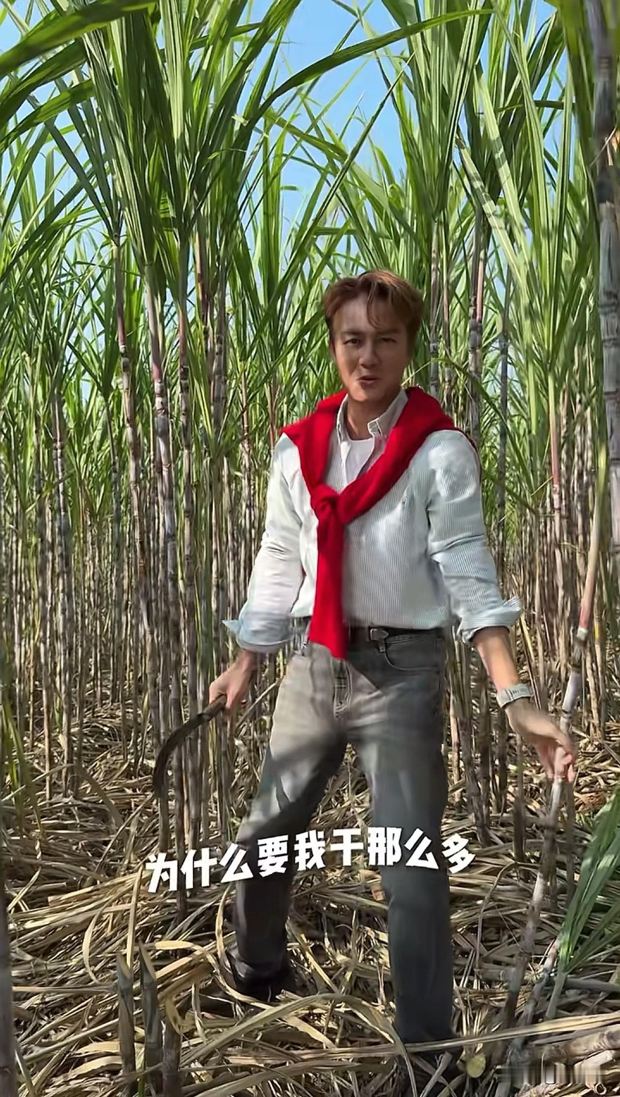 现在最后悔的就是吴克群了吧？他去广西砍甘蔗做农活，结果广西人看到后，连夜把他