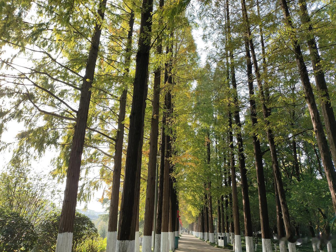 表妹在上学时就谈了男朋友，两人一路从校服到婚纱，还有了3个孩子。表妹夫毕业后便学
