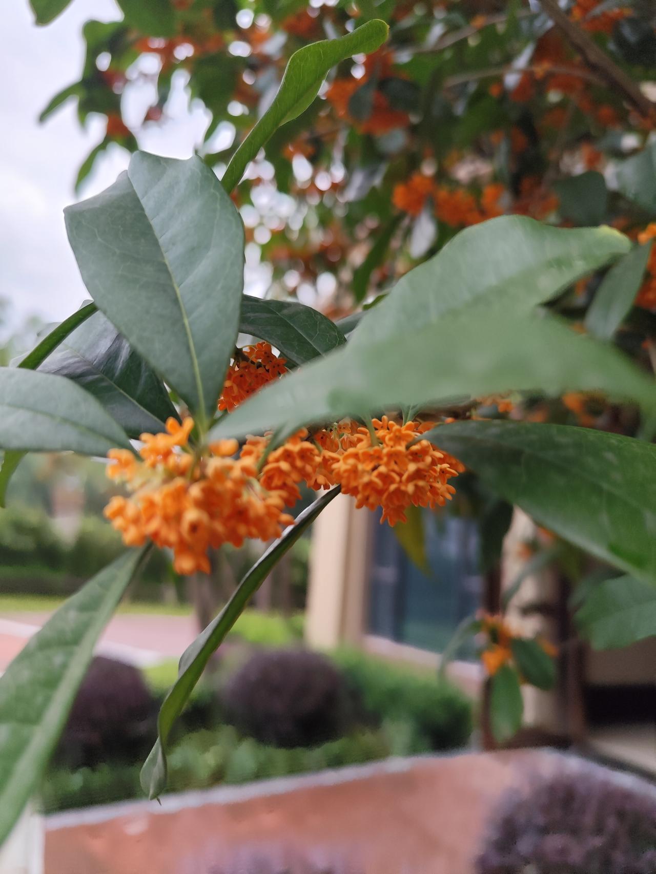满城尽是桂花香