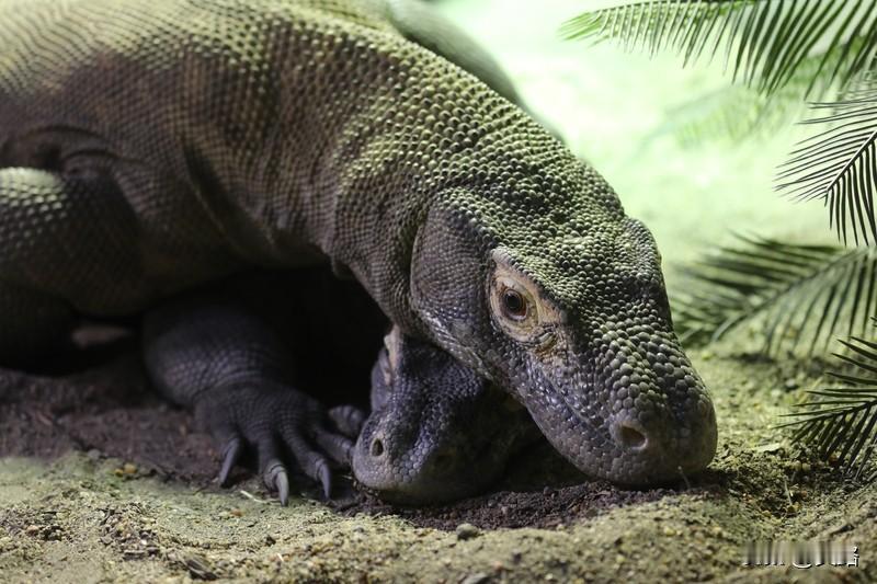 泰国这两起弃婴遭巨蜥啃食事件，真的让人毛骨悚然。先是19岁女子称不知怀孕，产子