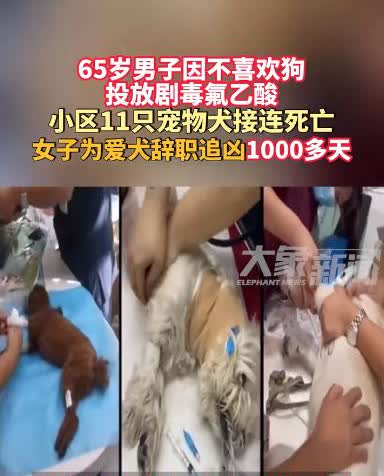 “太缺德了！”北京，一男子因为看不惯小区里的狗，竟通过投放剧毒来毒死了11只宠物