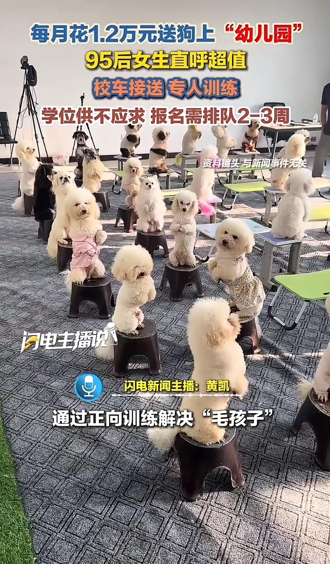 这事儿说出来都怕人觉得我编故事——上海有个95后姑娘淘淘，家里养了只萨摩耶，才半