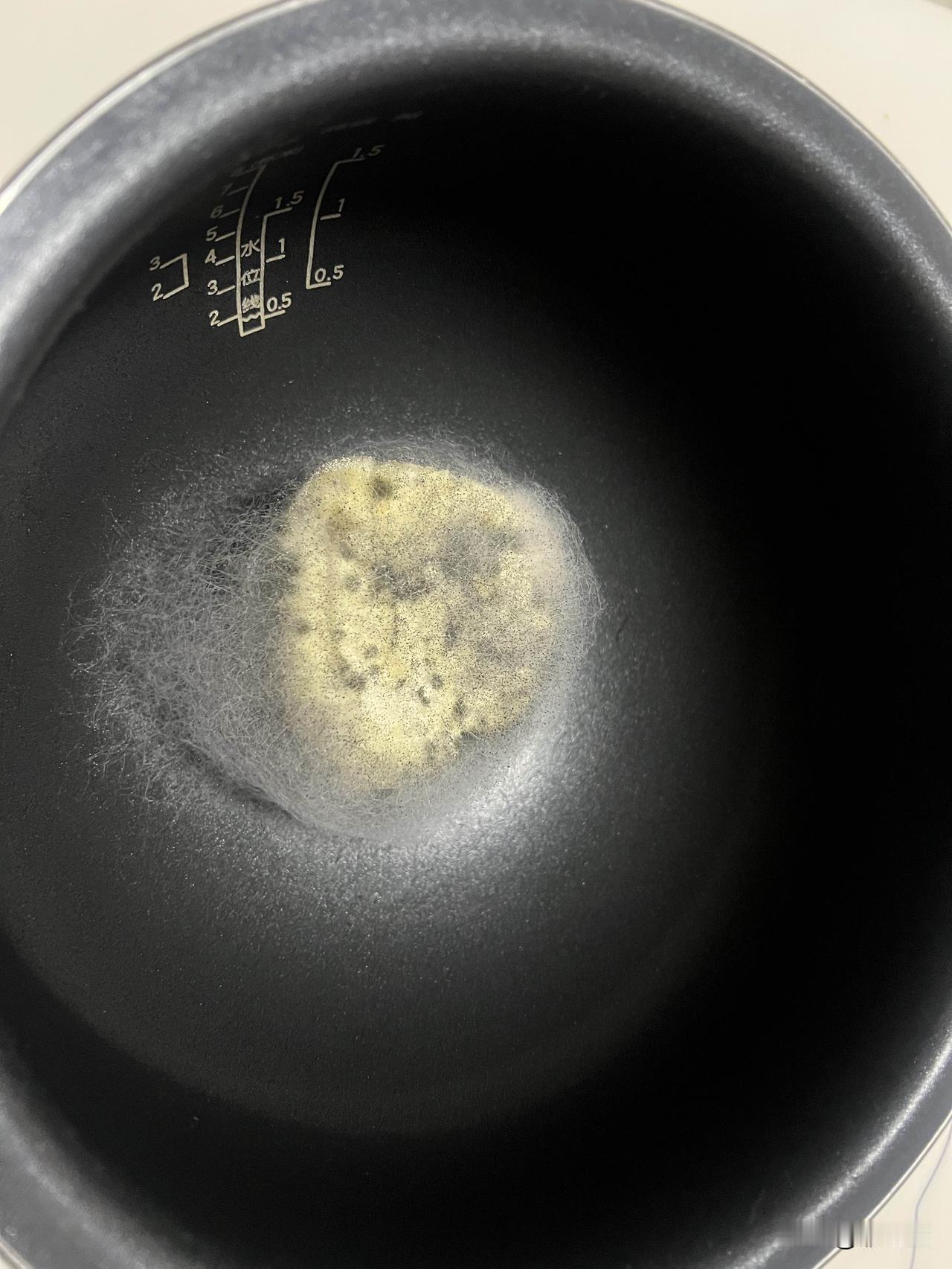 这就是前几天蒸的馒头，放到锅里面忘记吃了。就是上个礼拜馒头放了几天有点硬，早