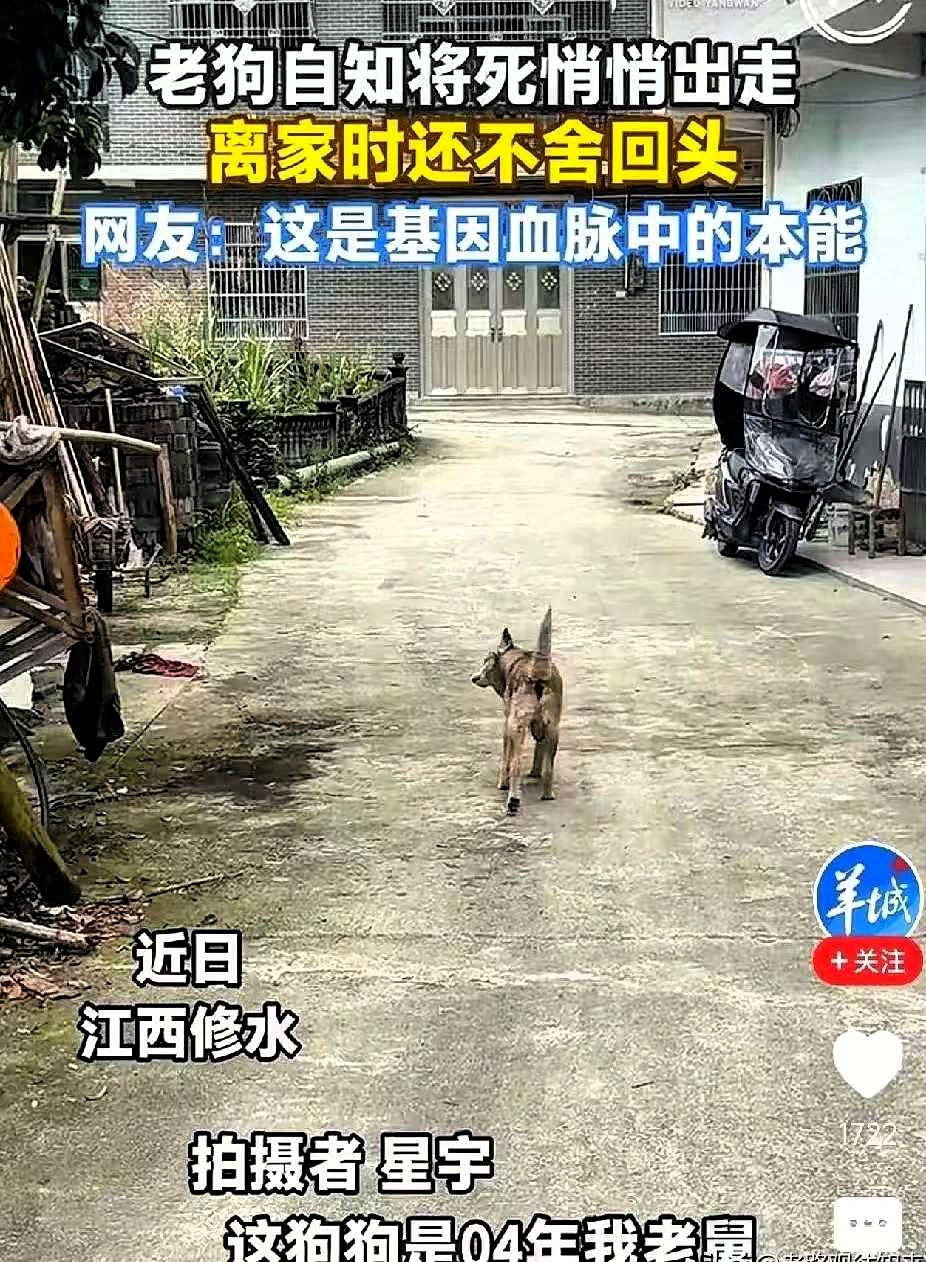 “别出去，就死家里，没人嫌弃你”江西一名男子跟在养了22年的老狗身后，轻声劝说它