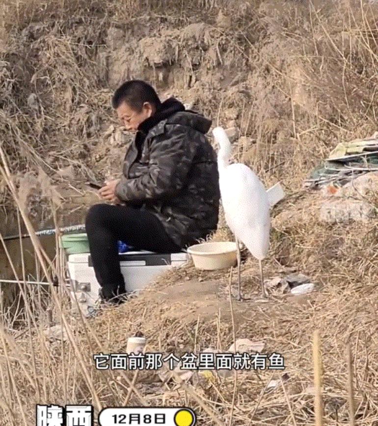 太和谐了！陕西，一男子在河边钓鱼时，竟看到旁边一位钓友，和一只野生白鹭和谐相处的