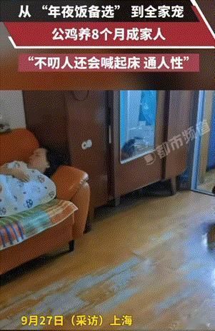 万物皆有灵性！上海，女子家养了只“好脾气”的大公鸡，本来是打算“年夜饭”吃的，可
