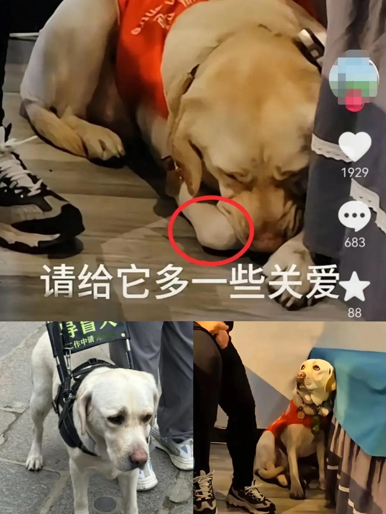 其实芬迪的主人王营营不明白，大家生气的不是她带芬迪爬泰山，也不是一辈子围着按