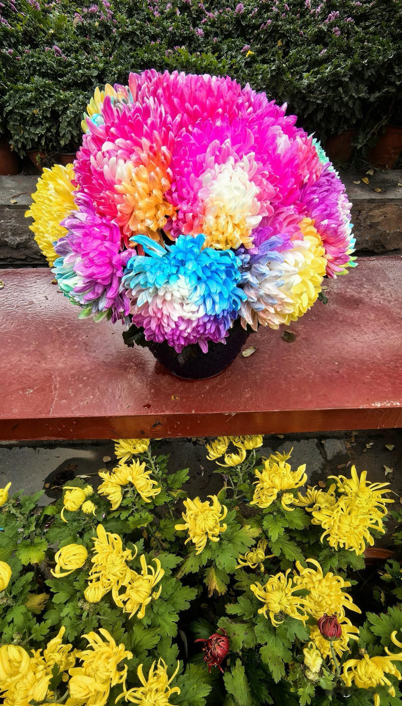 荧光菊完全是人工培育的新品种，如果不介绍，无论远看还是近观，都像塑料花。荧光菊