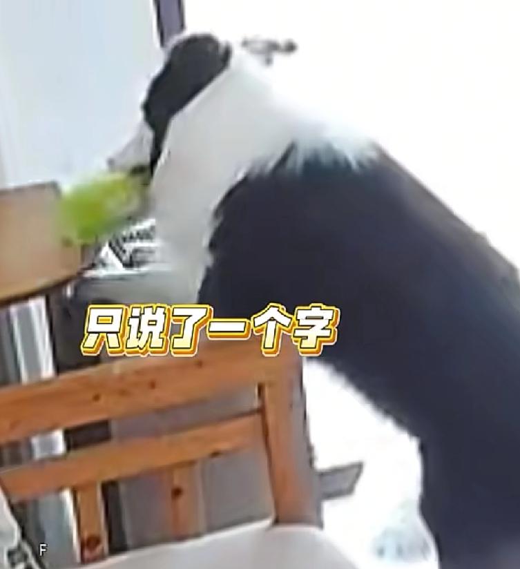 真的是养条狗都比养孩子强最近，江苏一对父子的对话引起了全网讨论儿子问父亲为什