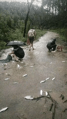 不知道哪个养殖户又要糟心了