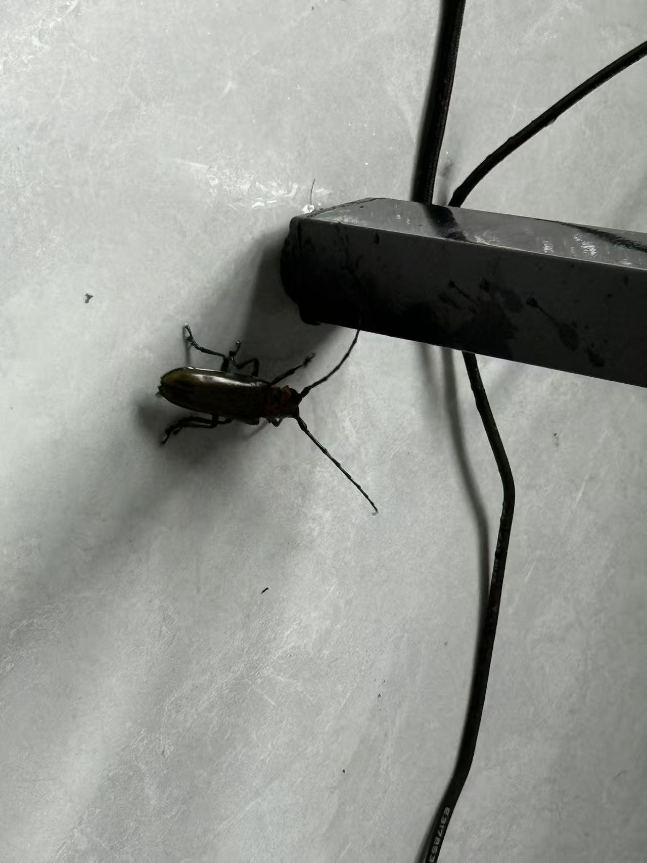 杭州生态真好，我说剪视频怎么嗡嗡的😵‍💫​​​