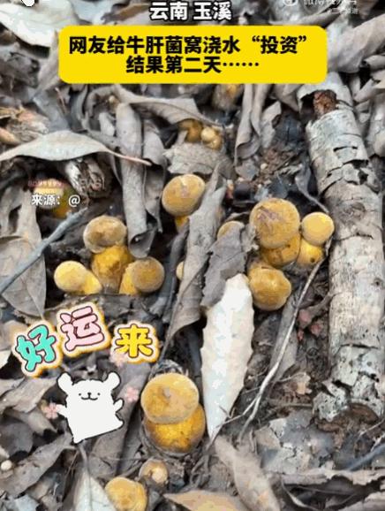 吃一堑长一智！云南玉溪，一女子偶然发现一处牛肝菌窝，舍不得立刻采走，还特意浇水养
