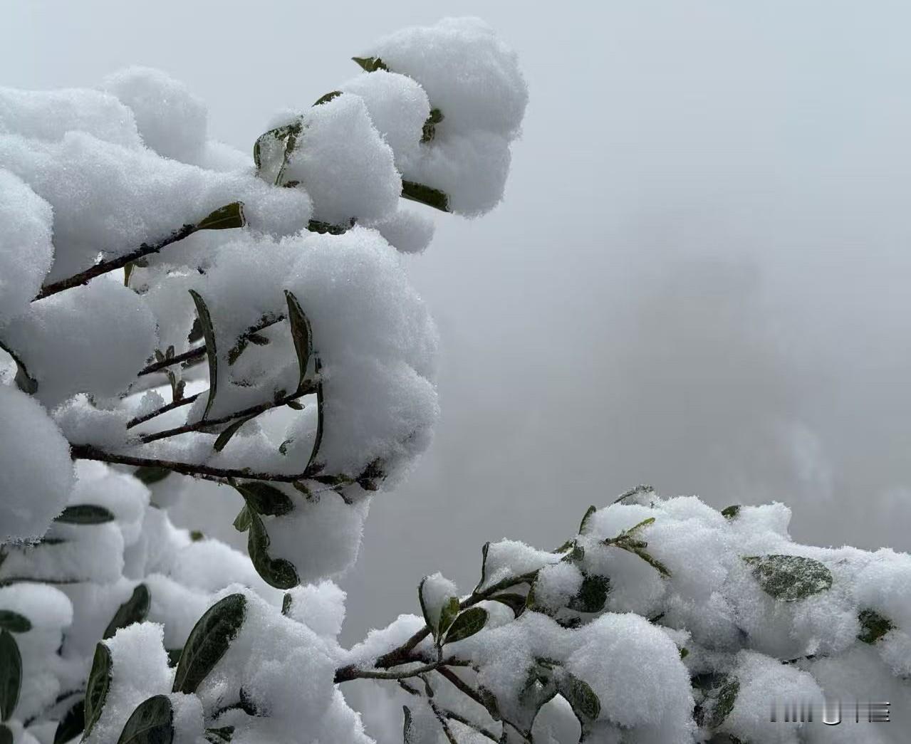 湖南人等一场像样的雪，就像等一个迟到了一整年的新年礼物。当清晨推开窗看见天地间一