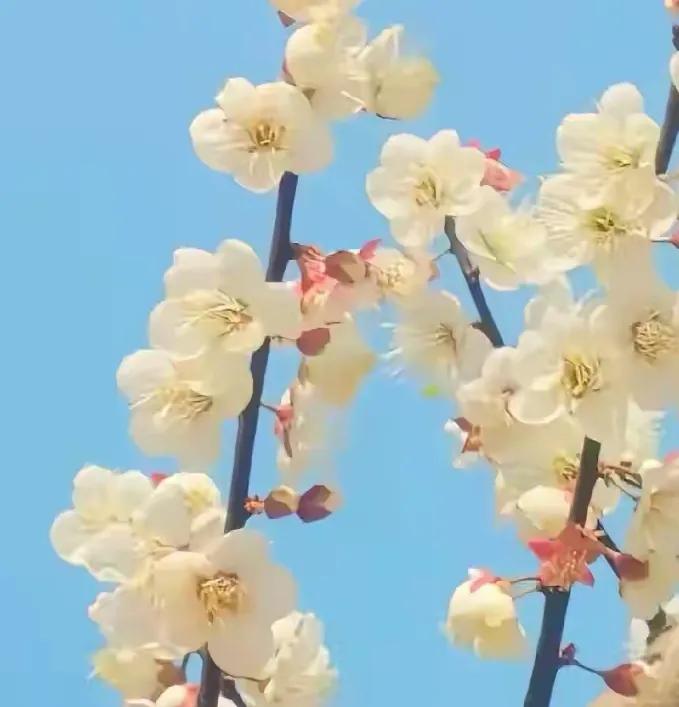 当物理学科都是女教师当家后，中小学教师队伍里的男教师注定成熊猫女教师的增长速度