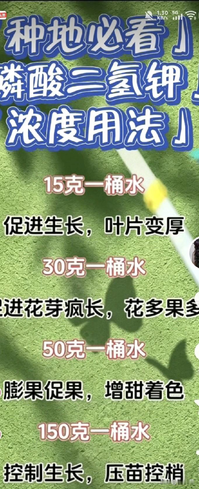 我们很多人都知道，磷酸二氢钾不光增产提质，还能控梢、压旺长。但大部分人都搞