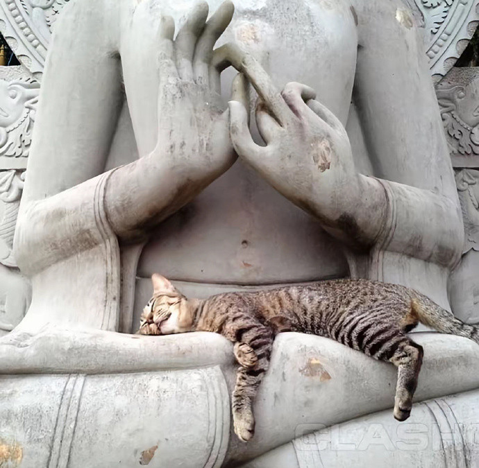 在哪都能眯一会所以叫猫咪​​​