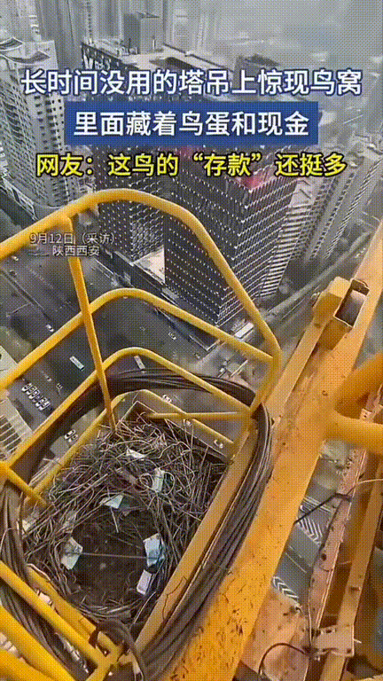 意外之喜！陕西西安，男子时隔很长时间再次使用塔吊，往上爬的时候发现上面竟然有鸟筑