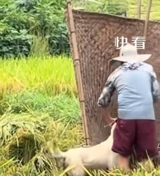 上新华社了！ 那片稻田金黄金黄的，丈夫在前面打稻谷，妻子在后面割。两个人干得