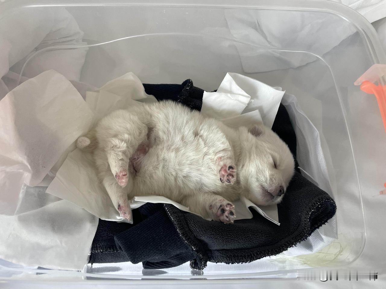 十来天的小狗直接扔了！昨天在垃圾箱旁边的盒子里捡到一只小狗。外面零下六七度，差