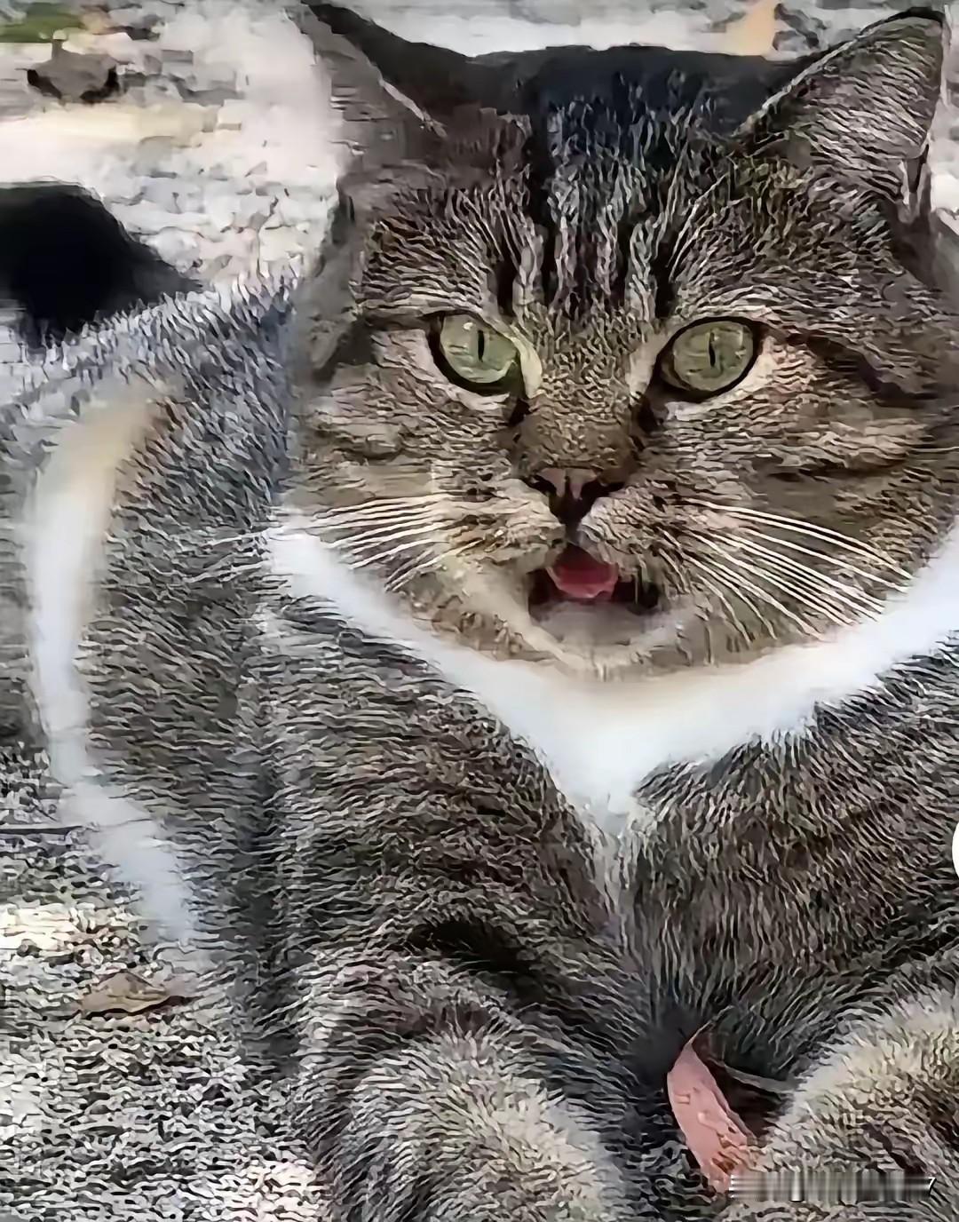 谁能想到！乡下这只狸花猫，硬生生靠着双面性格，把全家人都骗得明明白白！这只