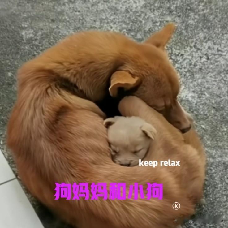 邻居家的母狗，生了一窝小狗。小狗们满月之后，陆陆续续送了人，只留下了一只小狗跟狗