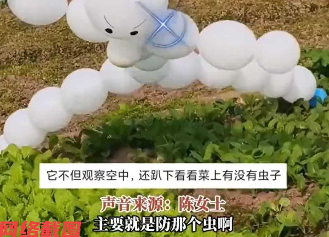 四川宜宾有女子家里有一片菜园。此刻女子看到这一片长势挺好的菜园，心里还有担心