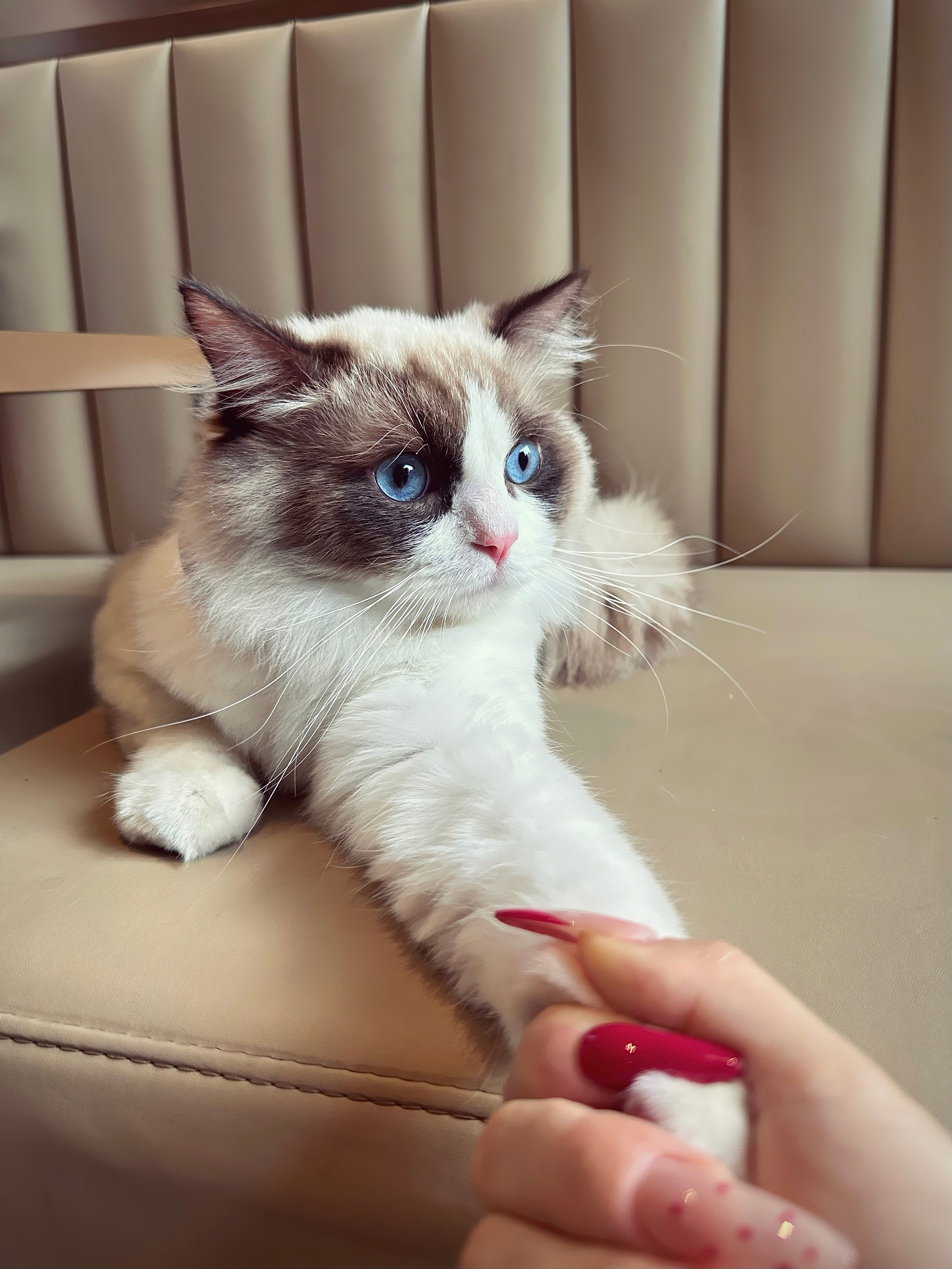 🐈🪽小猫咪你已经被我俘虏了！🐾💬