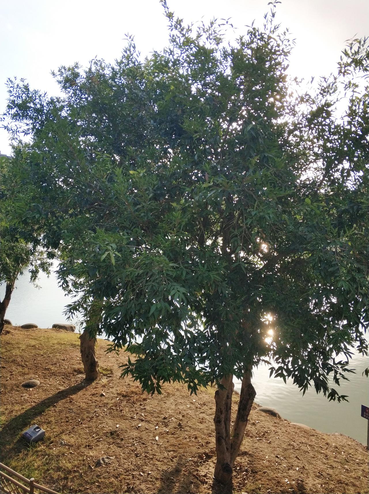 一个老姐妹，天天乐观开朗，没想到也得了癌症。老林跟我住在一个小区，最近半个月我