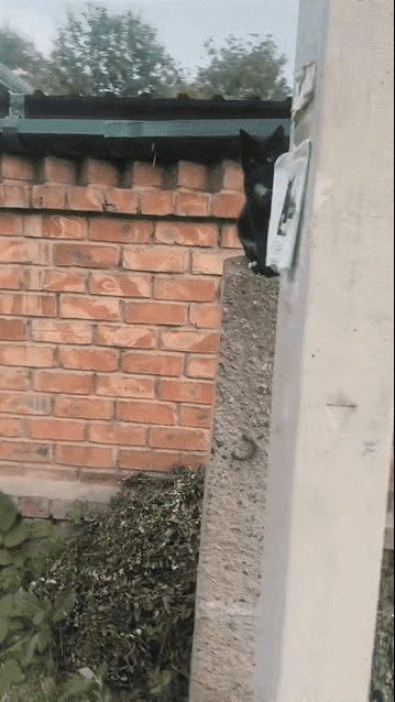 猫：别看了，就是我！在外面浪够了还愣着干嘛，赶紧打电话​​​