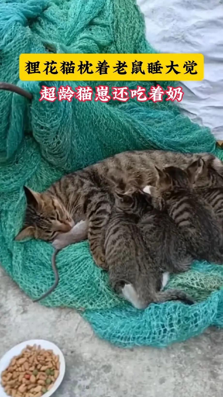 这只狸花猫逮了一只大老鼠，居然枕着老鼠睡觉，还养了一群小猫崽，这日子真的是美美的