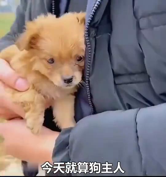 这么小的奶狗脖子上竟然拴着这么沉的铁链，也不知道是谁这么狠心把它独自丢在路边。面