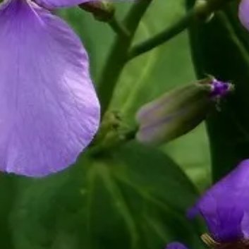‎种植🌻二月兰的种植时间和方法1.种植时间：二月兰通常在春季或秋季进行种植。