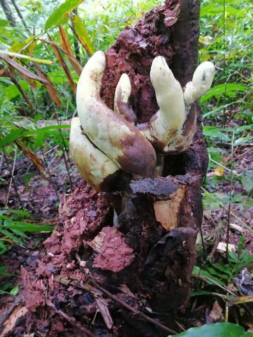 云南深山藏着2.2公斤“霸王”真菌，活了6500万年，网友：能吃吗？2026