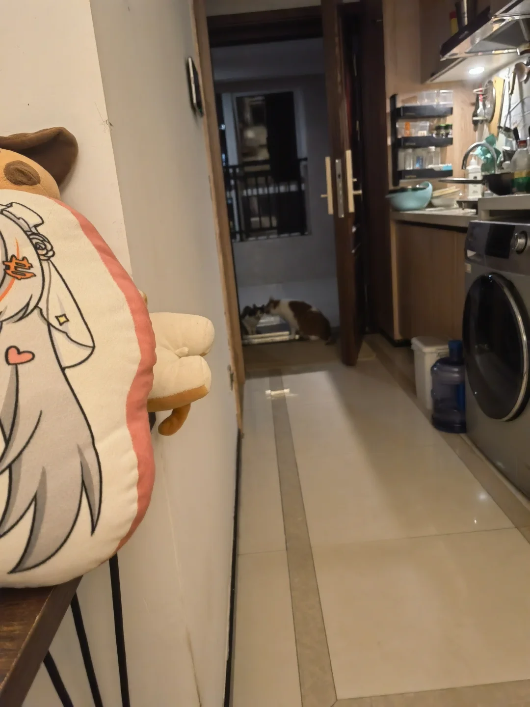 野生的三花又长家里了