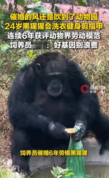 24岁黑猩猩会洗衣、健身、使用筷子、剪指甲，还坚持健身做俯卧撑，今年还学会了穿针