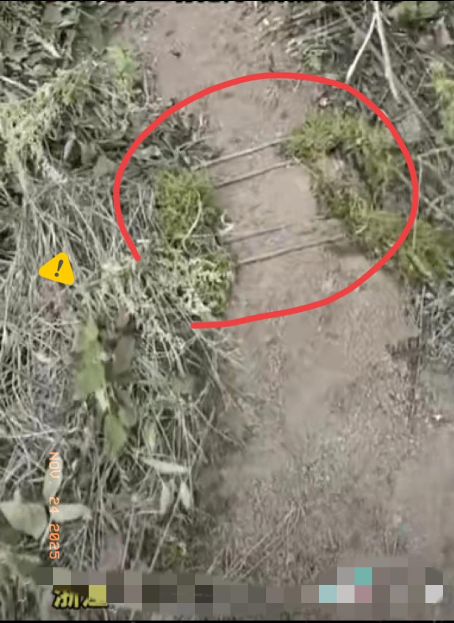 吓出冷汗！女子上山打板栗，山路上摆着整整齐齐的4根小枯枝。女子觉得不对劲，拿起弯