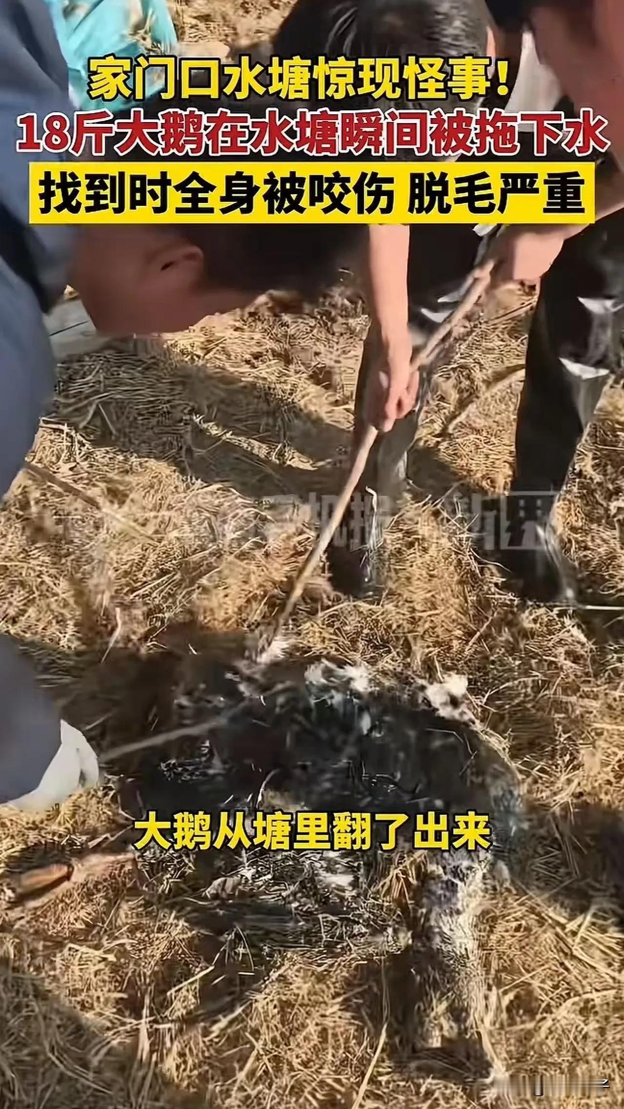 河南信阳水塘怪事！监控拍下曹先生18斤大鹅被水下不明力量拖走，抽干水找到失踪大鹅