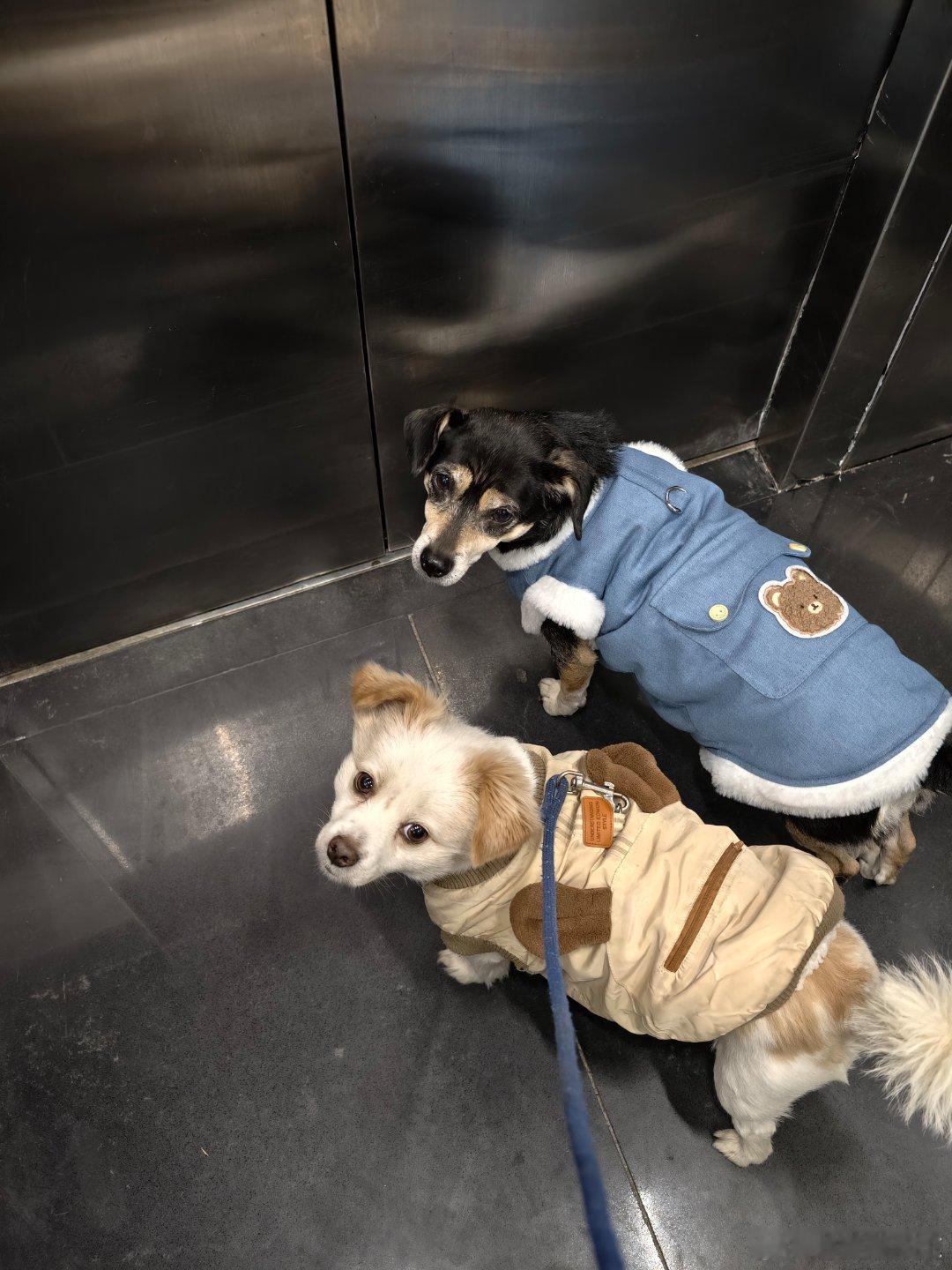 听说有一对猫跟你俩同名狗子