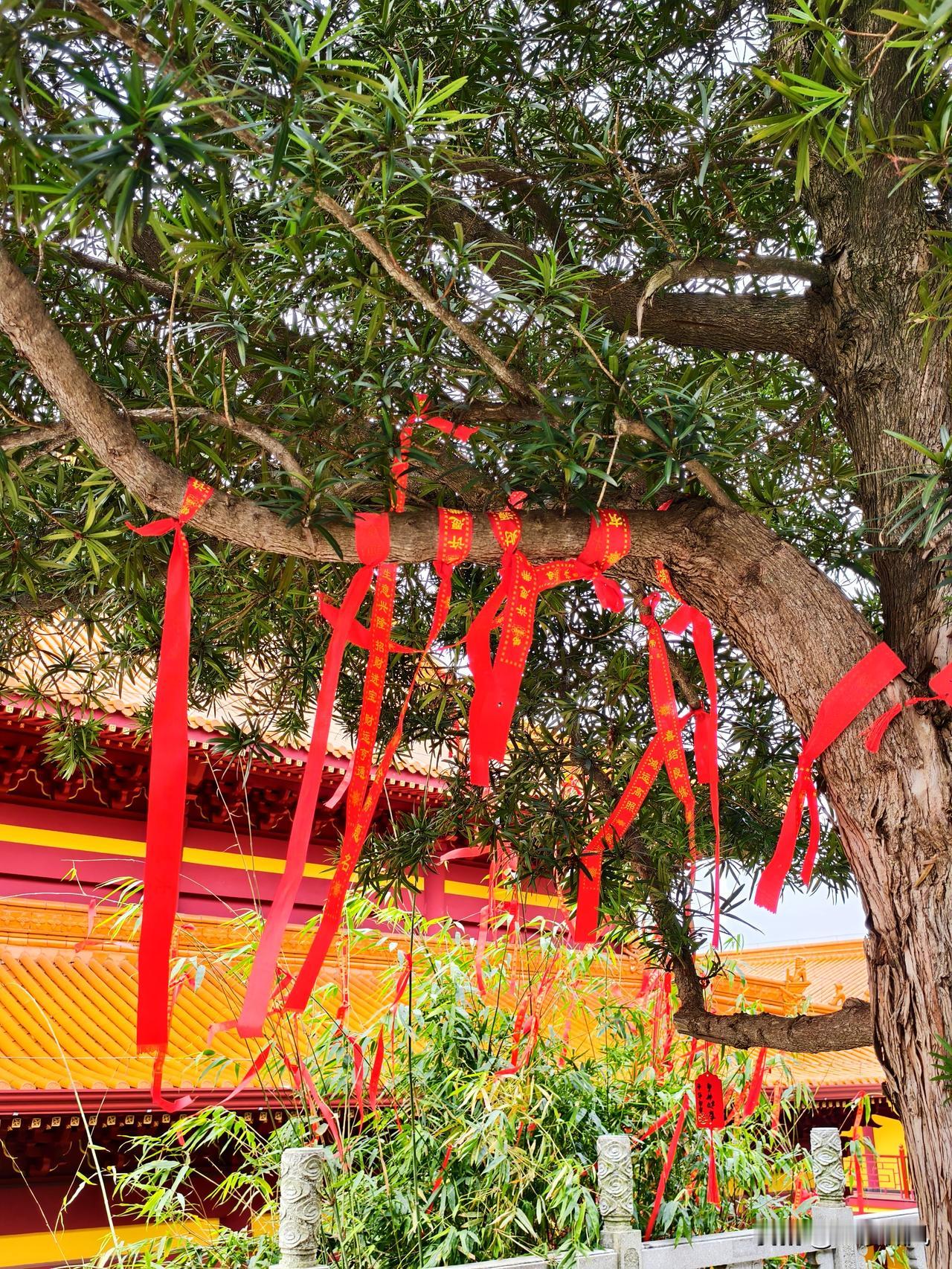 人在即将离世之际，真的会有预感吗？今天同事来上班，刚到公司便接到家里妈妈打来的