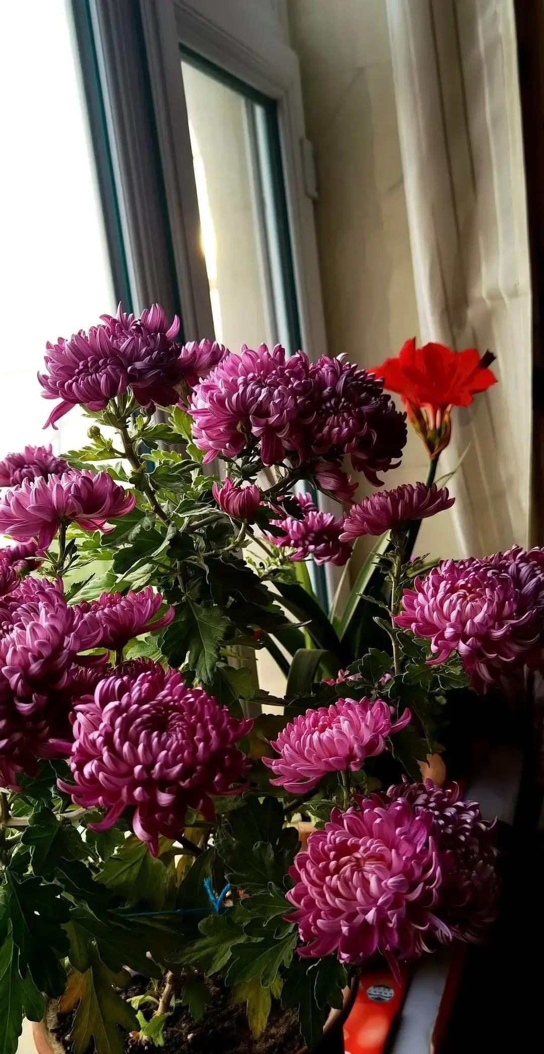 有人一口气把DeepSeek、豆包、千问全装进手机，挨个问同一道图文题。上午先