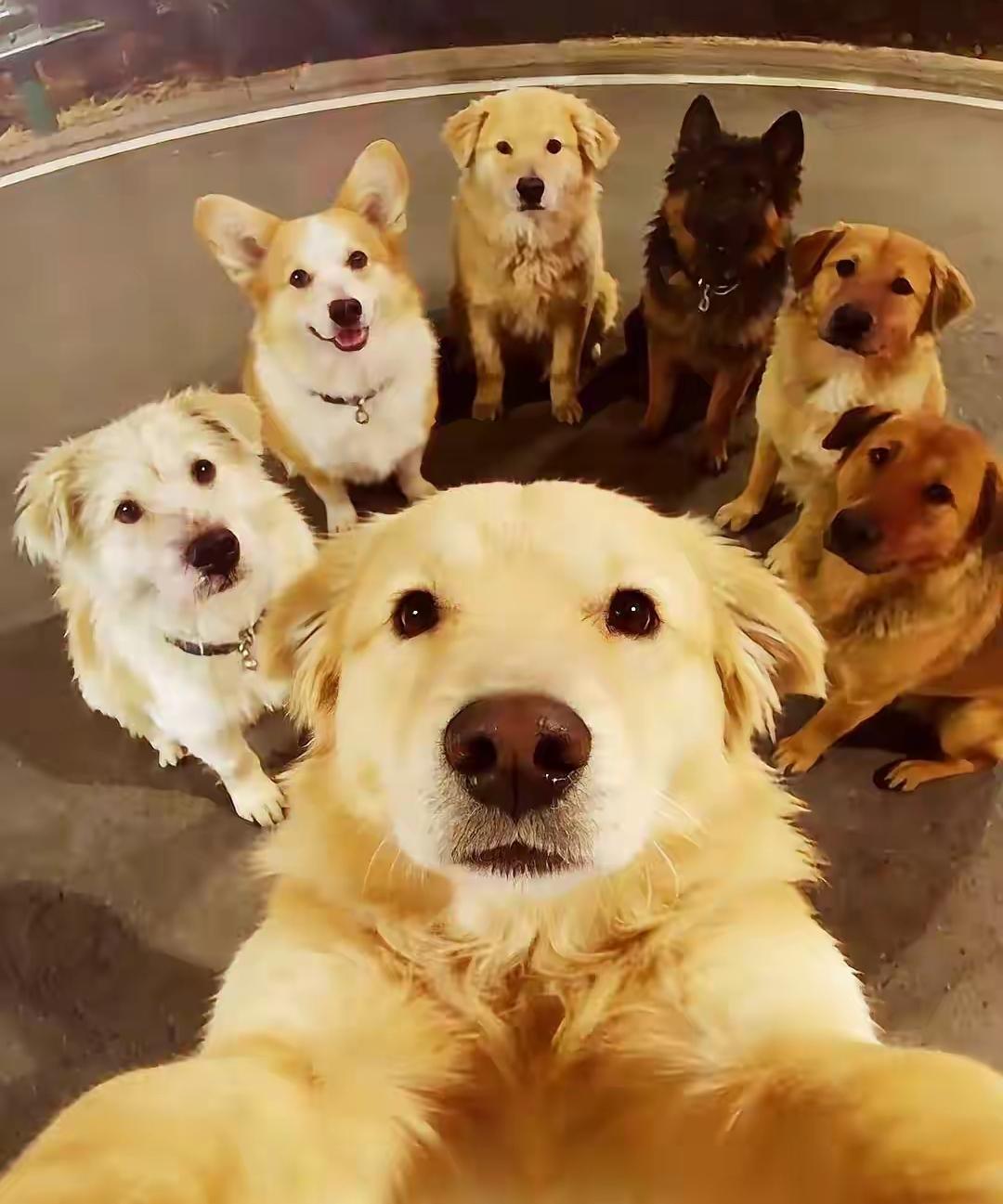 偷狗贼我“谢谢”你，要不是你把长春那7只狗狗偷了，我们怎么会看到比人类勇敢、睿