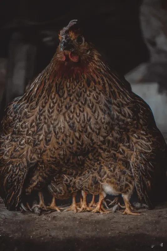 公鸡喜欢啄母鸡，主要是在交配时。交配时，公鸡会乘母鸡觅食不备跳上去，先发出低沉“